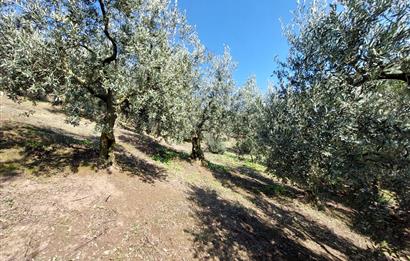 C21 Cius; Gemlik Yeniköy 2,529 m2 Satılık Zeytinlik