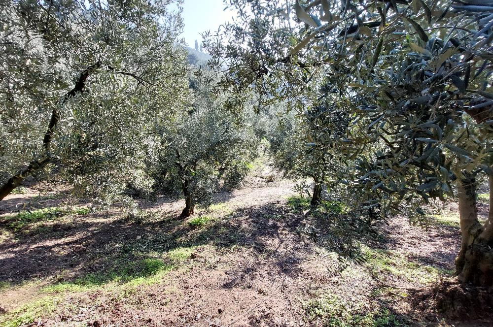 C21 Cius; Gemlik Yeniköy 2,529 m2 Satılık Zeytinlik