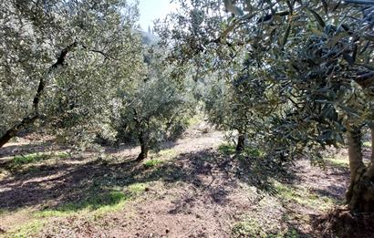 C21 Cius; Gemlik Yeniköy 2,529 m2 Satılık Zeytinlik