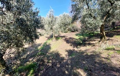 C21 Cius; Gemlik Yeniköy 2,529 m2 Satılık Zeytinlik