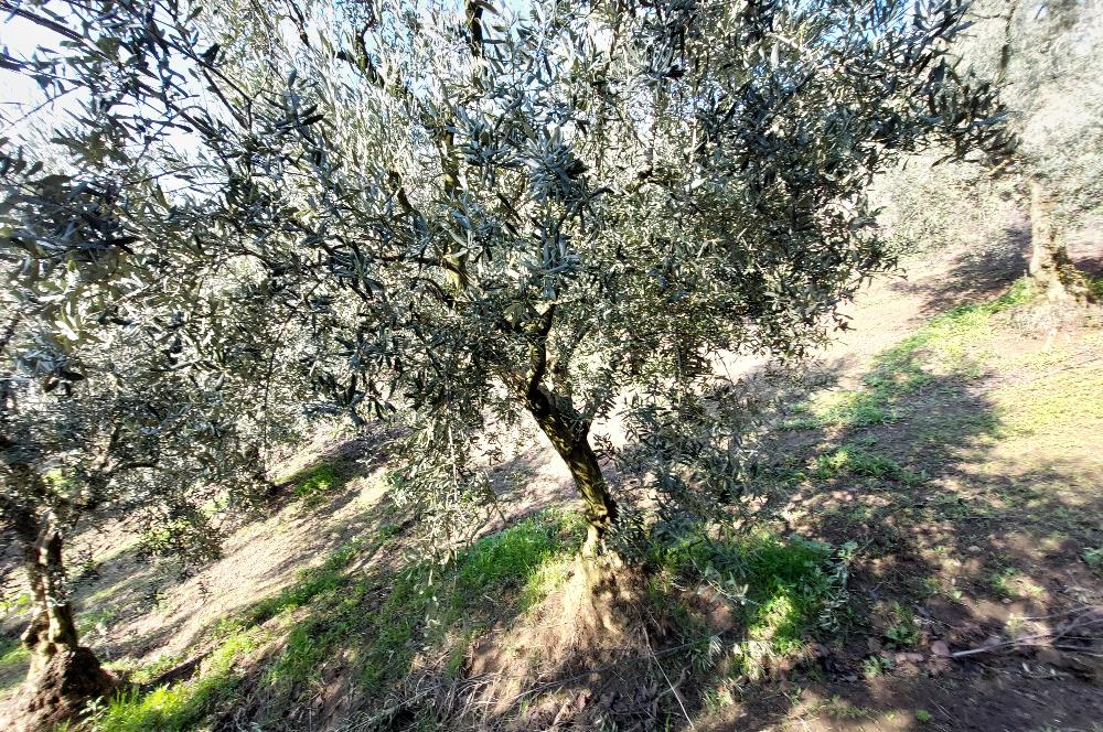 C21 Cius; Gemlik Yeniköy 2,529 m2 Satılık Zeytinlik