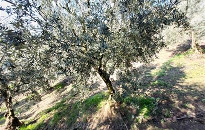 C21 Cius; Gemlik Yeniköy 2,529 m2 Satılık Zeytinlik