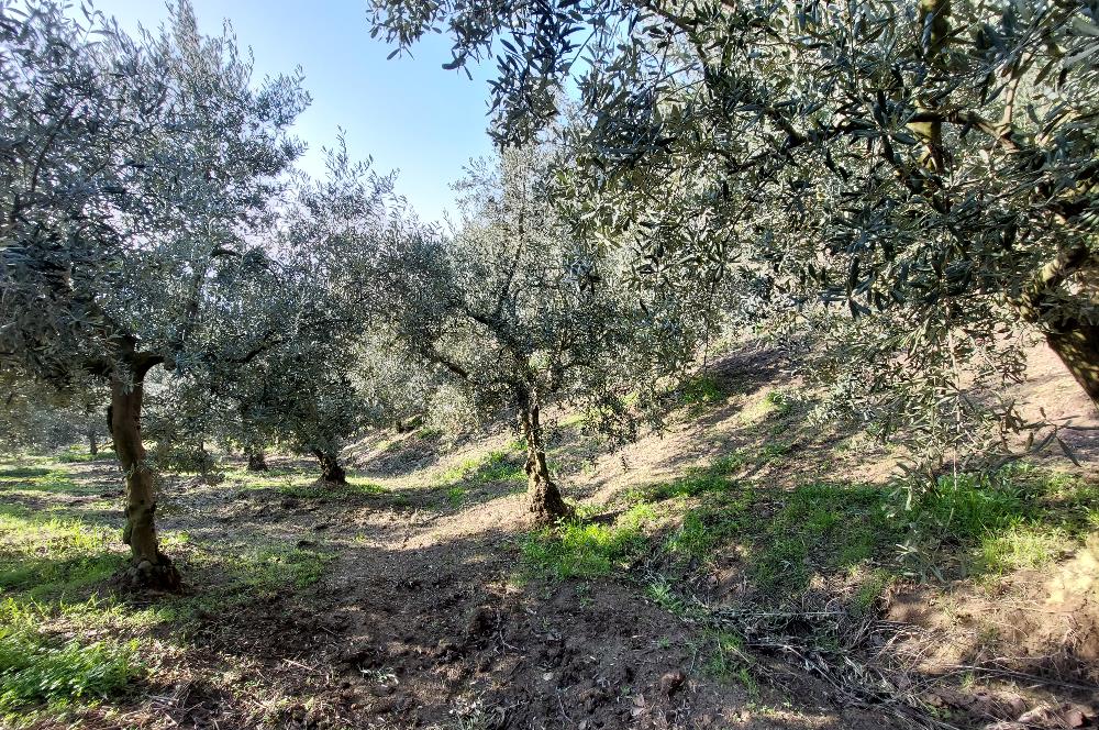 C21 Cius; Gemlik Yeniköy 2,529 m2 Satılık Zeytinlik