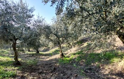 C21 Cius; Gemlik Yeniköy 2,529 m2 Satılık Zeytinlik