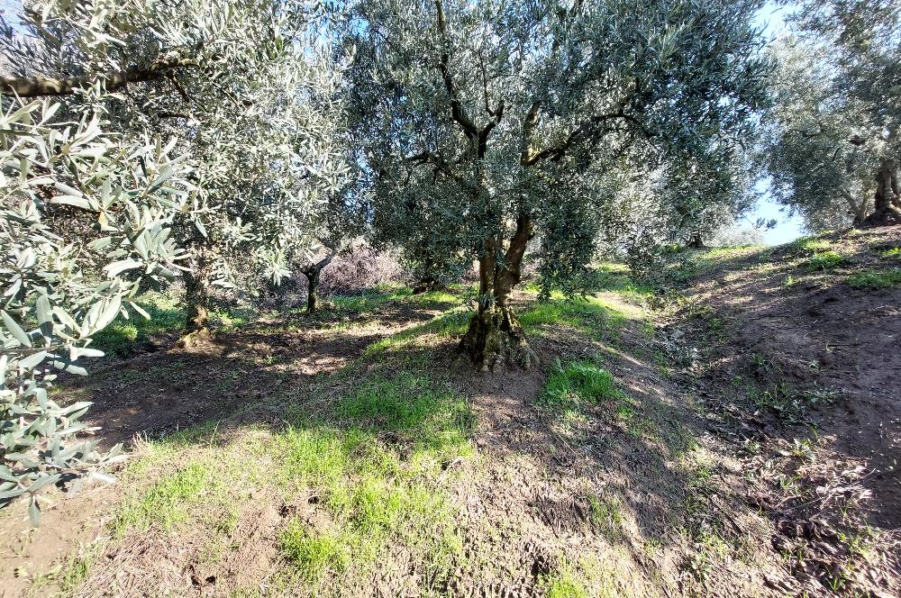 C21 Cius; Gemlik Yeniköy 2,529 m2 Satılık Zeytinlik