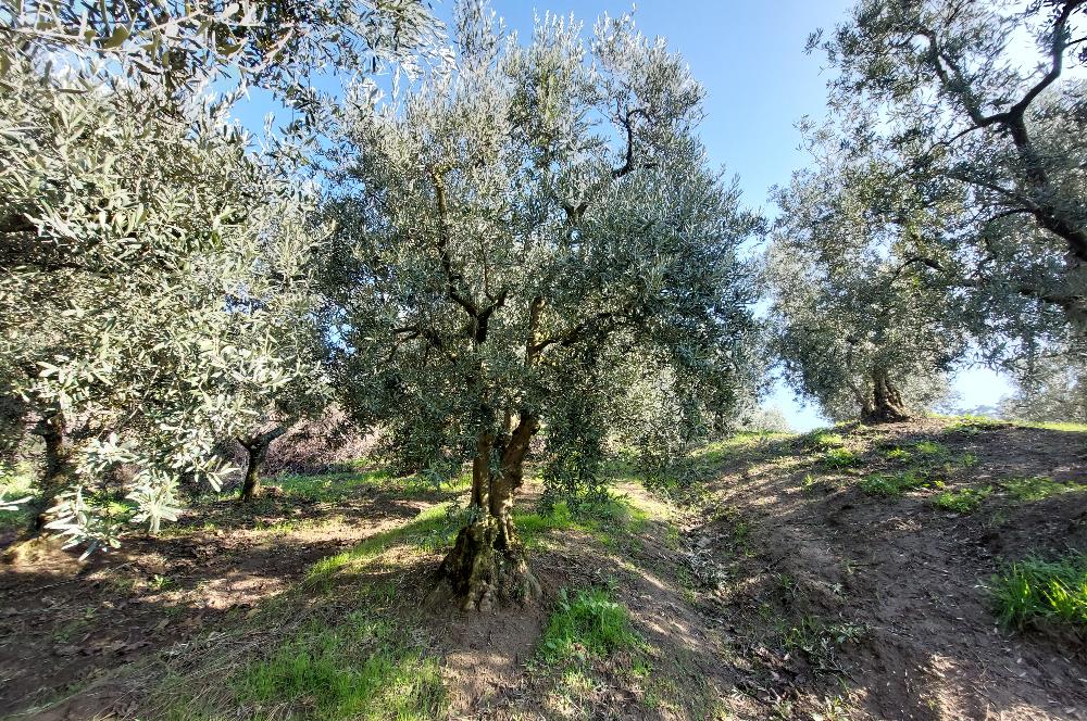 C21 Cius; Gemlik Yeniköy 2,529 m2 Satılık Zeytinlik