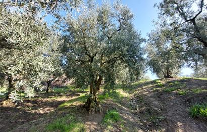 C21 Cius; Gemlik Yeniköy 2,529 m2 Satılık Zeytinlik