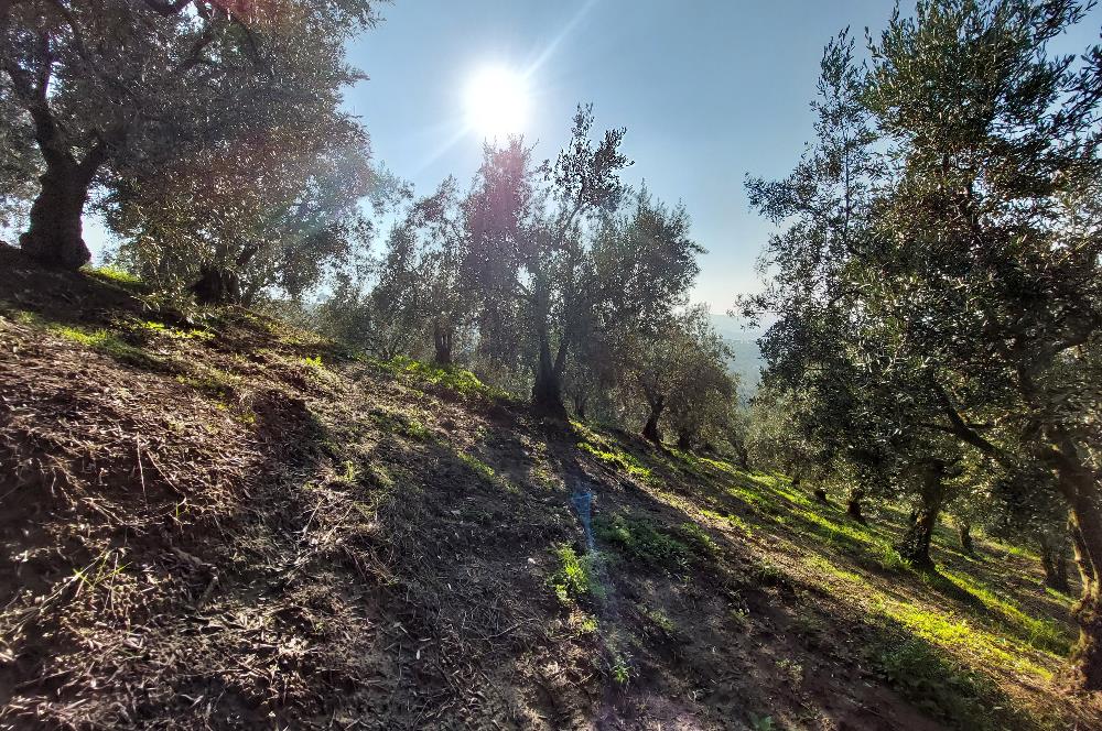 C21 Cius; Gemlik Yeniköy 2,529 m2 Satılık Zeytinlik