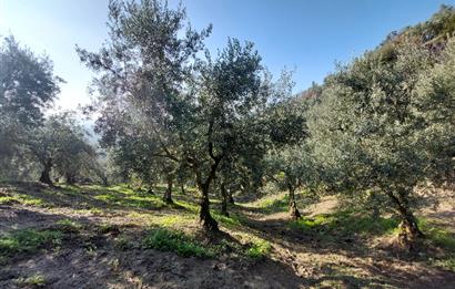 C21 Cius; Gemlik Yeniköy 2,529 m2 Satılık Zeytinlik