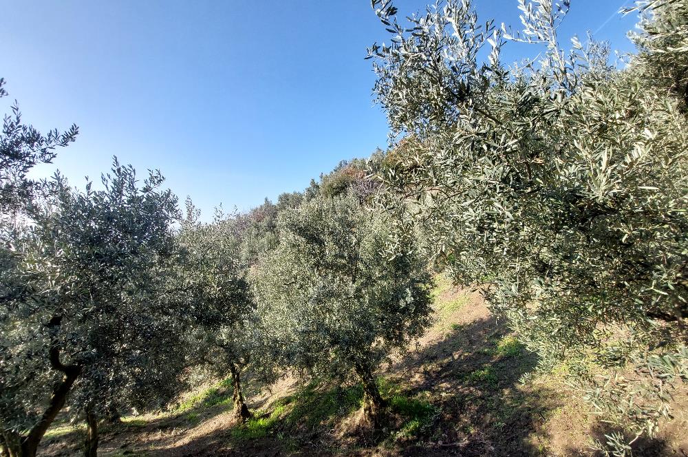 C21 Cius; Gemlik Yeniköy 2,529 m2 Satılık Zeytinlik