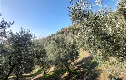 C21 Cius; Gemlik Yeniköy 2,529 m2 Satılık Zeytinlik