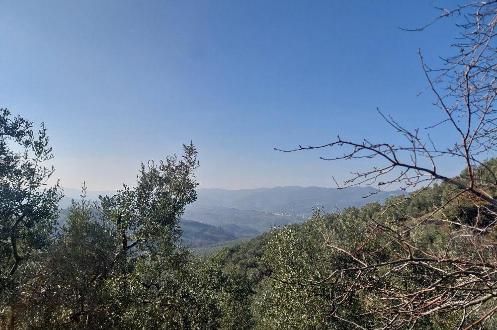 C21 Cius; Gemlik Yeniköy 2,529 m2 Satılık Zeytinlik