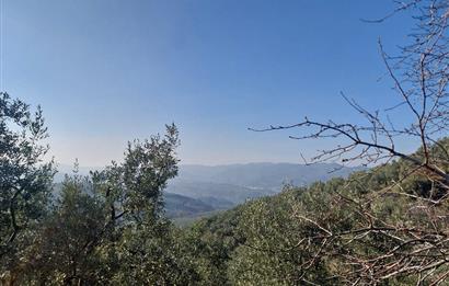 C21 Cius; Gemlik Yeniköy 2,529 m2 Satılık Zeytinlik