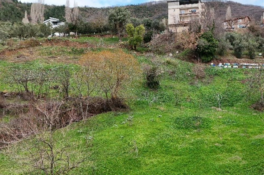 C21 Cius; Katırlı Köy İçi İmarlı 1321 m² Asfalta Cephe Arsa