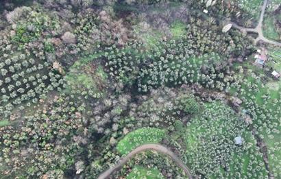 C21 Cius; 1.683 m2 Gemiç Köyüne 150 m yakınlıkta Zeytinlik