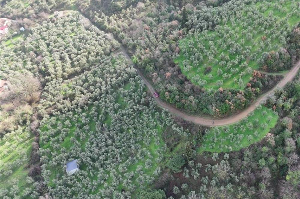 C21 Cius; 1.683 m2 Gemiç Köyüne 150 m yakınlıkta Zeytinlik