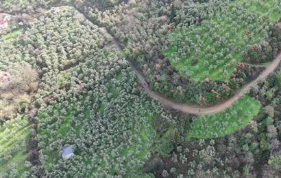 C21 Cius; 1.683 m2 Gemiç Köyüne 150 m yakınlıkta Zeytinlik