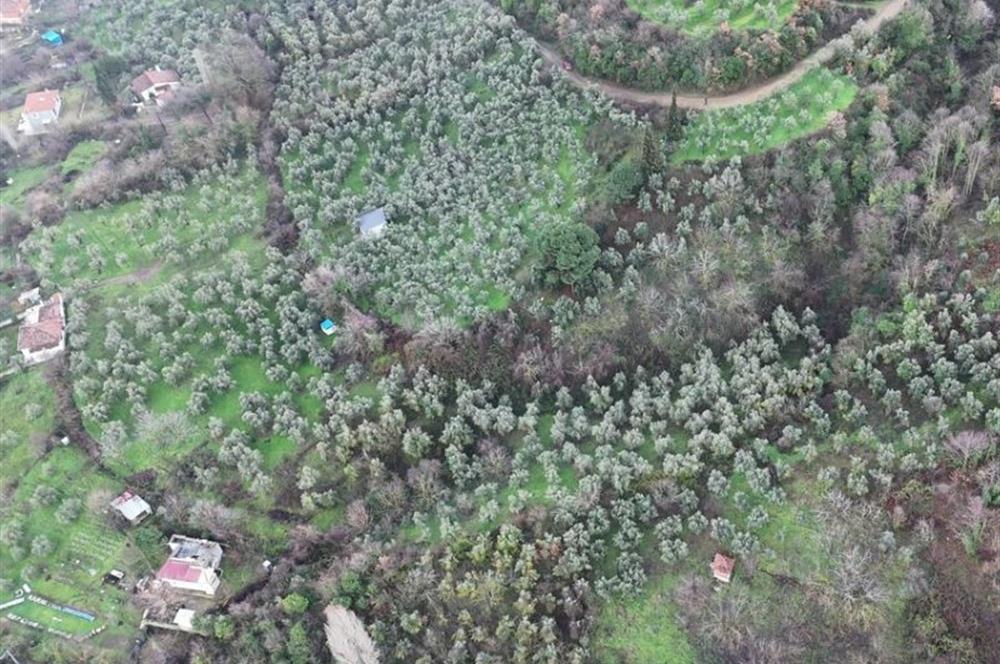 C21 Cius; 1.683 m2 Gemiç Köyüne 150 m yakınlıkta Zeytinlik