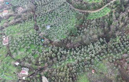 C21 Cius; 1.683 m2 Gemiç Köyüne 150 m yakınlıkta Zeytinlik