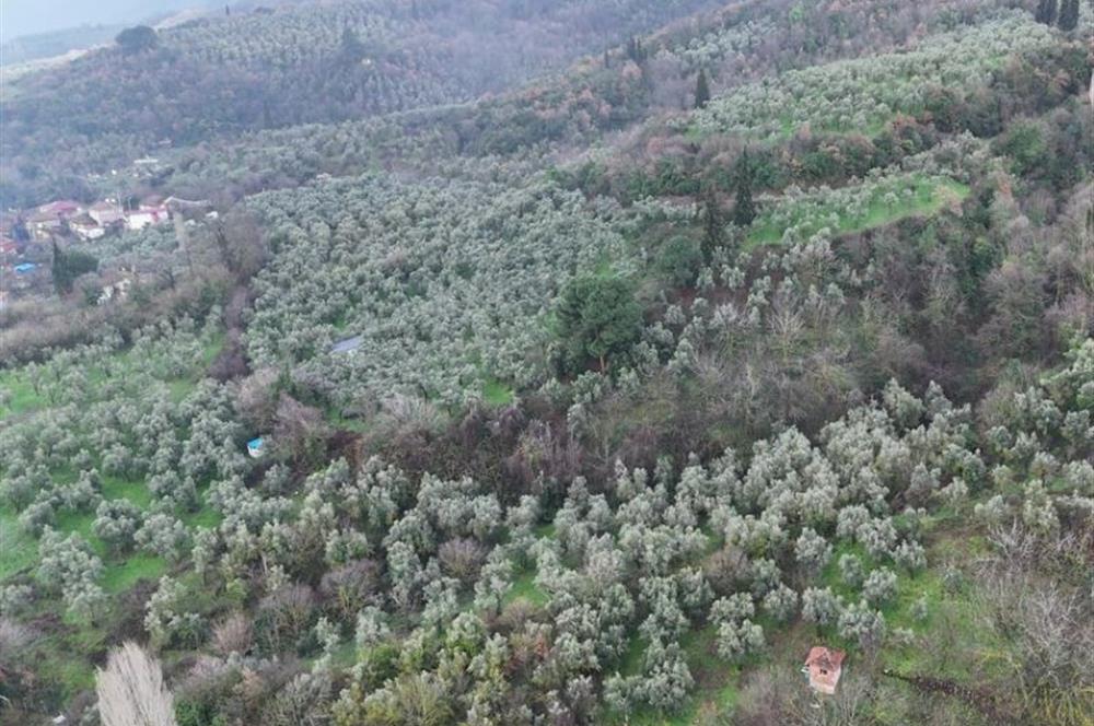 C21 Cius; 1.683 m2 Gemiç Köyüne 150 m yakınlıkta Zeytinlik