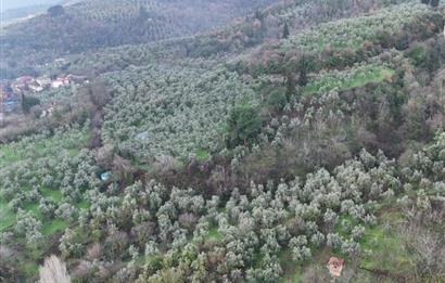 C21 Cius; 1.683 m2 Gemiç Köyüne 150 m yakınlıkta Zeytinlik