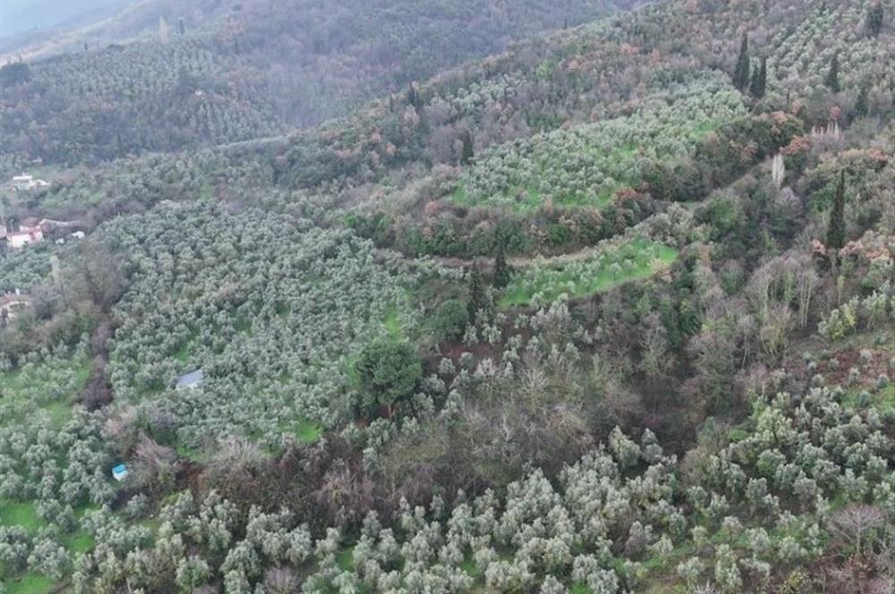 C21 Cius; 1.683 m2 Gemiç Köyüne 150 m yakınlıkta Zeytinlik