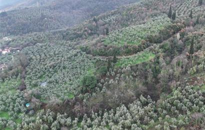 C21 Cius; 1.683 m2 Gemiç Köyüne 150 m yakınlıkta Zeytinlik