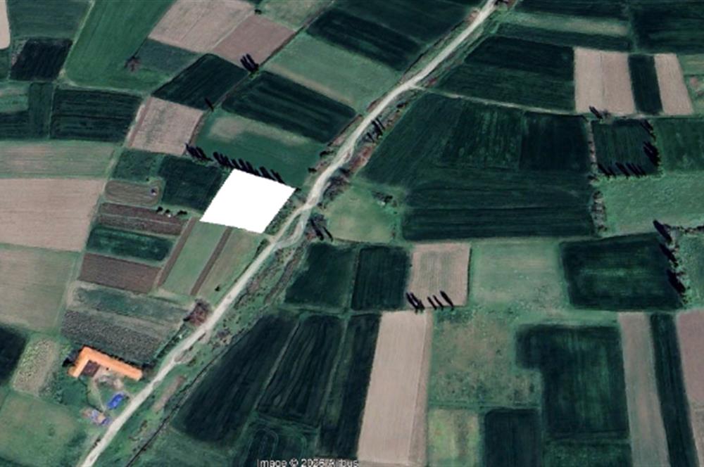 CENTURY21 BAL'DAN BALIKLI DA  MEYVE BAHÇESİ