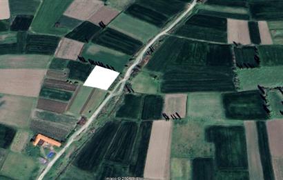 CENTURY21 BAL'DAN BALIKLI DA  MEYVE BAHÇESİ