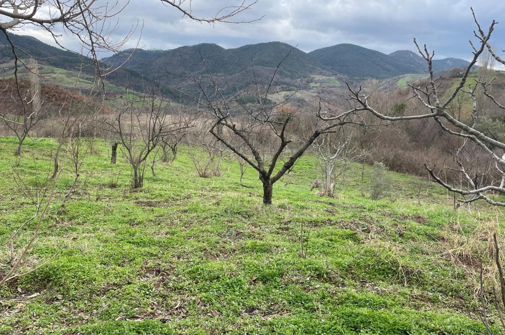  C21 Cius; Hamidiye Köyünde  Yola Cephe 2839 m2 Su ve Elektriği Olan Tarla