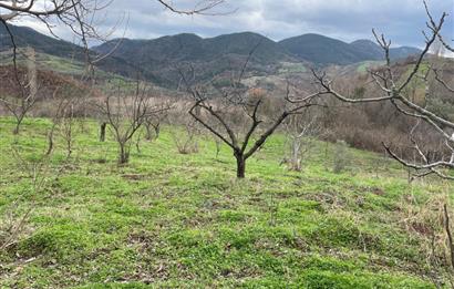  C21 Cius; Hamidiye Köyünde  Yola Cephe 2839 m2 Su ve Elektriği Olan Tarla