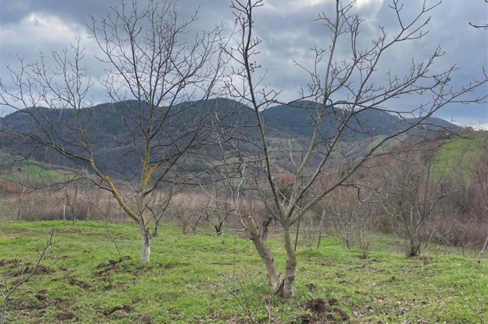  C21 Cius; Hamidiye Köyünde  Yola Cephe 2839 m2 Su ve Elektriği Olan Tarla