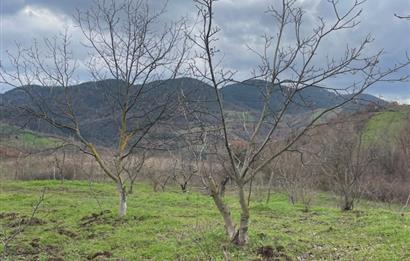  C21 Cius; Hamidiye Köyünde  Yola Cephe 2839 m2 Su ve Elektriği Olan Tarla