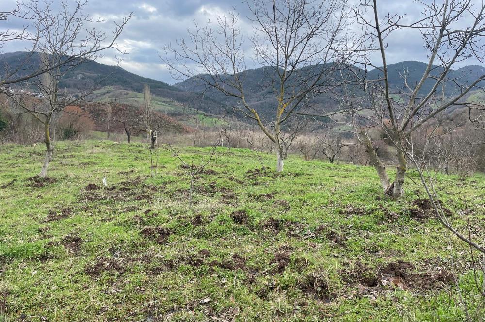  C21 Cius; Hamidiye Köyünde  Yola Cephe 2839 m2 Su ve Elektriği Olan Tarla