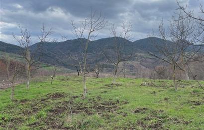  C21 Cius; Hamidiye Köyünde  Yola Cephe 2839 m2 Su ve Elektriği Olan Tarla