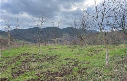  C21 Cius; Hamidiye Köyünde  Yola Cephe 2839 m2 Su ve Elektriği Olan Tarla