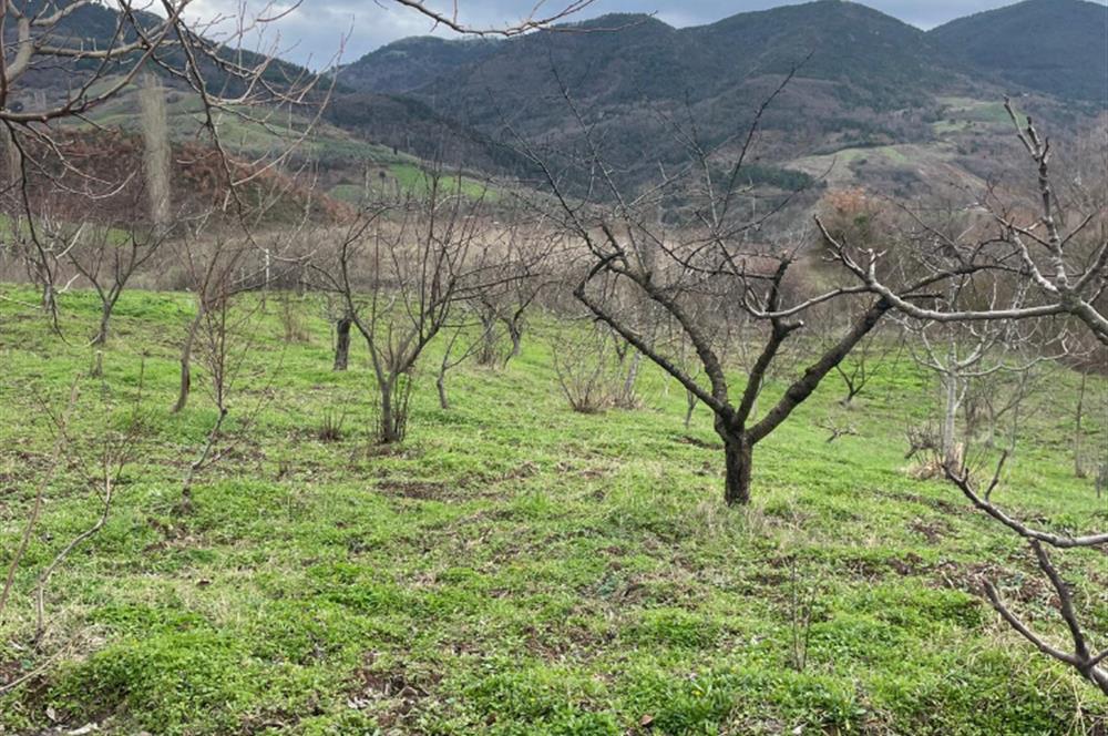  C21 Cius; Hamidiye Köyünde  Yola Cephe 2839 m2 Su ve Elektriği Olan Tarla