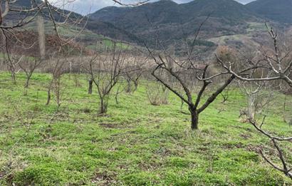  C21 Cius; Hamidiye Köyünde  Yola Cephe 2839 m2 Su ve Elektriği Olan Tarla