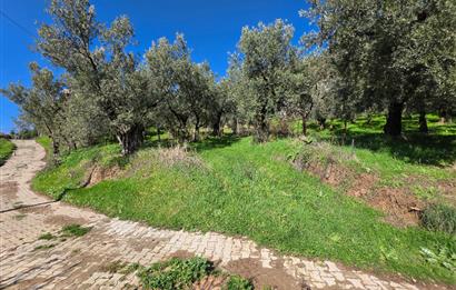 C21 Cius; Katırlı Köyiçi İmarlı Yola Cephe Satılık 691m2 Zeytinlik