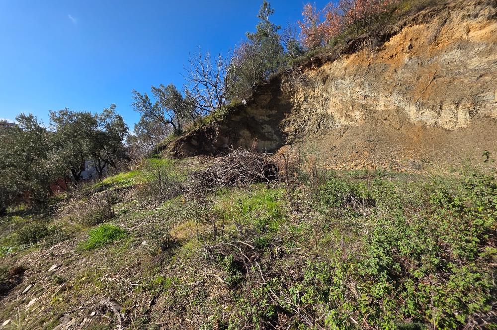 C21 Cius; Katırlı Köyiçi İmarlı Yola Cephe Satılık 691m2 Zeytinlik