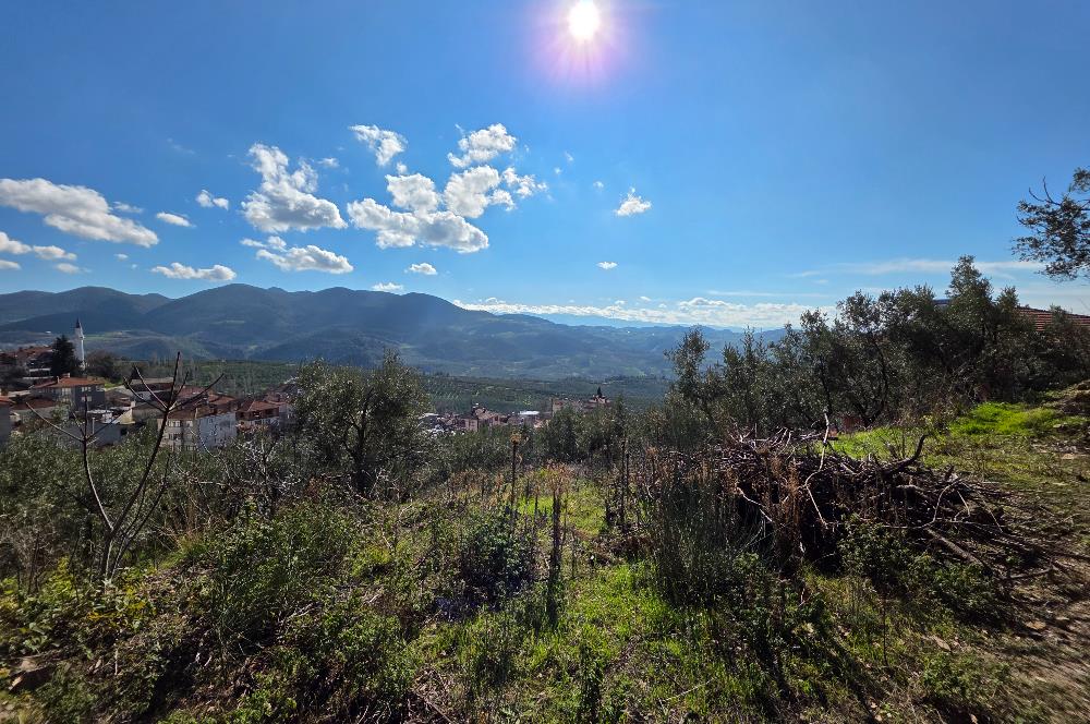 C21 Cius; Katırlı Köyiçi İmarlı Yola Cephe Satılık 691m2 Zeytinlik