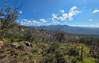 C21 Cius; Katırlı Köyiçi İmarlı Yola Cephe Satılık 691m2 Zeytinlik