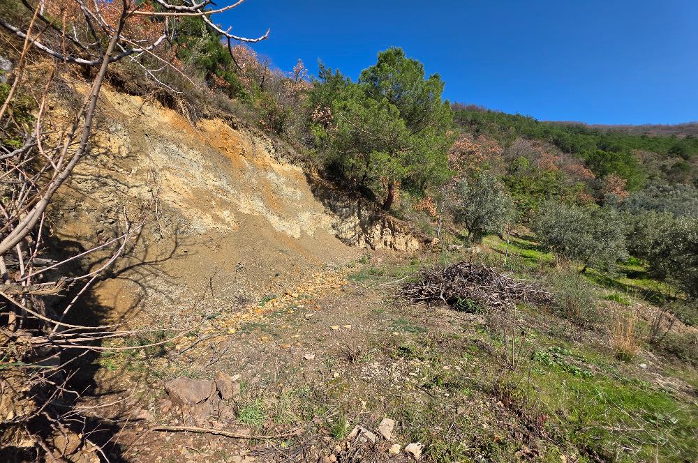 C21 Cius; Katırlı Köyiçi İmarlı Yola Cephe Satılık 691m2 Zeytinlik