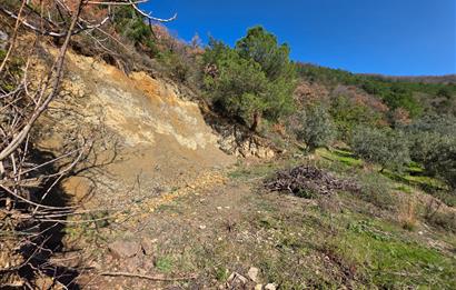 C21 Cius; Katırlı Köyiçi İmarlı Yola Cephe Satılık 691m2 Zeytinlik