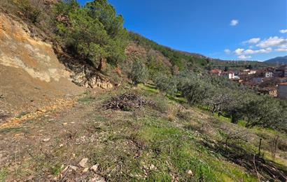 C21 Cius; Katırlı Köyiçi İmarlı Yola Cephe Satılık 691m2 Zeytinlik