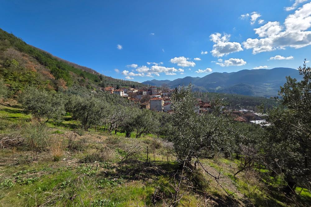 C21 Cius; Katırlı Köyiçi İmarlı Yola Cephe Satılık 691m2 Zeytinlik