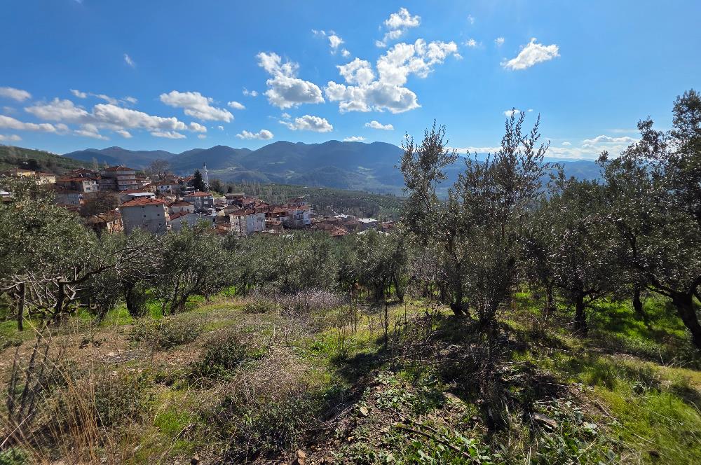 C21 Cius; Katırlı Köyiçi İmarlı Yola Cephe Satılık 691m2 Zeytinlik