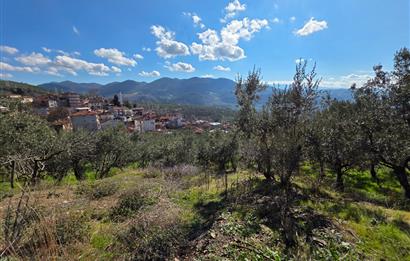 C21 Cius; Katırlı Köyiçi İmarlı Yola Cephe Satılık 691m2 Zeytinlik