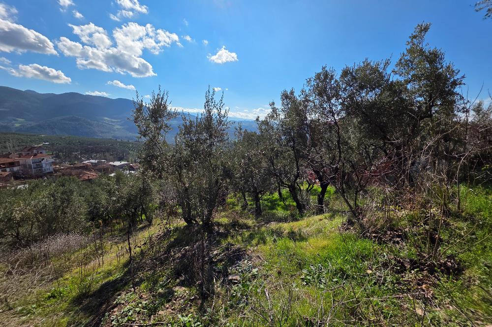 C21 Cius; Katırlı Köyiçi İmarlı Yola Cephe Satılık 691m2 Zeytinlik