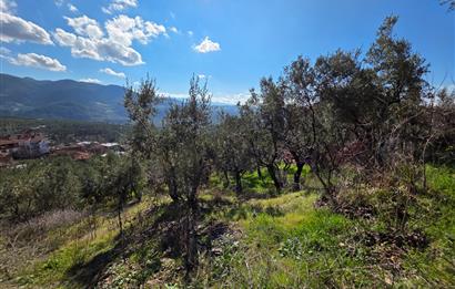 C21 Cius; Katırlı Köyiçi İmarlı Yola Cephe Satılık 691m2 Zeytinlik